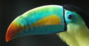Grey Bird With Large Beak Why Do Toucans Have Such Large And Colorful Toucans Puffins Bird Parrot