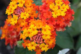 How To Grow A Lantana Plant Outdoors Lantana Plant Lantana Plants