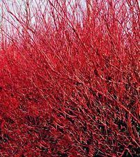 Red Gnome Dwarf Red Twig Dogwood Plants4home