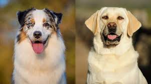 Nov 28, 2020 · breeds: Australian Shepherd Vs Labrador Retriever Breed Comparison
