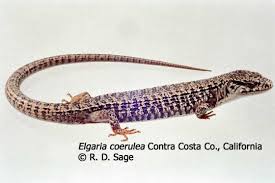 Image result for Selago coerulea