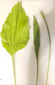 Image result for Cissus welwitschii