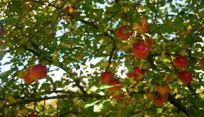 Discover our huge online selection of plants. Invasive Apple Trees Let A Few Grow To Maturity Hobby Farms