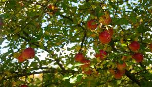 Discover our huge online selection of plants. Invasive Apple Trees Let A Few Grow To Maturity Hobby Farms