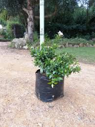 Image result for Jasminum multipartitum