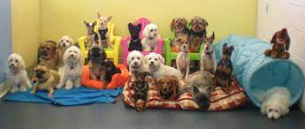 Small Paws Doggie Daycare Home Dog Daycare Animal Shelter Your Dog