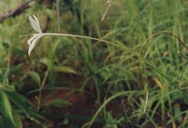 Image result for Afrosolen schimperi