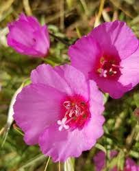 Karena dampak kerusakan flora dan fauna sangat merugikan dari berbagai aspek kehidupan. 8 Jenis Flora Di Amerika Serikat Yang Langka Dan Unik Ilmugeografi Com