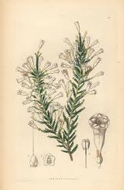 Image result for Fabiana imbricata