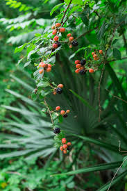 Spend the day at our family farm blackberry. How And Where To Pick Dewberries Pop Shop America