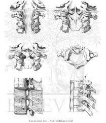 Citing for websites is different from citing from books, magazines and. Welcome To Netter Images