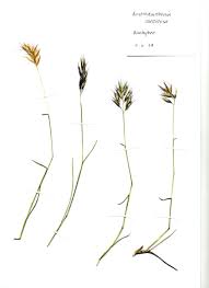 Image result for Eragrostis caespitosa
