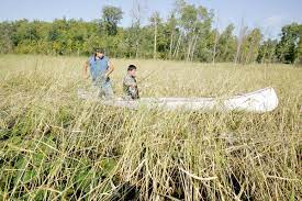 Wild rice in minnesota and wisconsin is usually produced on low, wet land that has never or seldom been farmed. To Find Truly Wild Rice Head North To Minnesota The Salt Npr