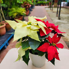 Image result for Begonia pulcherrima