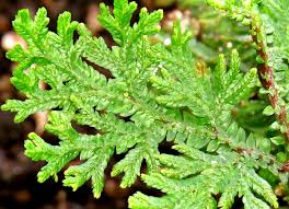 Image result for Selaginella vogelii