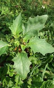 Image result for durman obecný plod