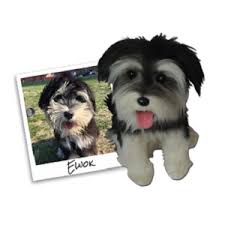 Thanks to cuddle clones, for approximately $200, i can now wear slippers that look just like him or store my wallet in a purse that perfectly resembles his adorable head. Cuddle Clones Shocking Reviews Does It Really Work