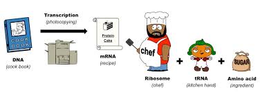 May 31, 2021 · the low histamine diet what foods can you eat? Translation Analogy Bioninja
