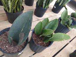 Its leaves have a distinctive mottled dark and light green pattern that adds a lovely touch to. Shark Fin Vs Whale Fin Sanseveria Houseplants