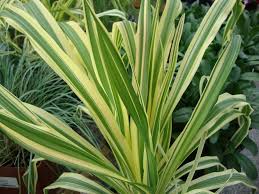Let S Open Variegated Plants Week With A List Of The Most Active Variegated Plants In Our Database Among The Thousands Pre Variegated Plants Plants Variegated