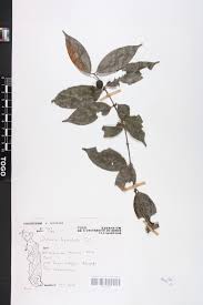 Image result for Salacia leptoclada