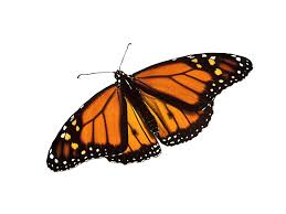 Butterfly png collections download alot of images for butterfly download free with high quality for designers. Butterfly Png Free Butterflies Png Clipart Images Free Transparent Png Logos