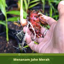 Saparno menyebut, banyak orang meragukan jahe merah akan tumbuh dengan teknik hidroponik. Proses Penyemaian Jahe Hidroponik Yang Tepat Agar Sukses Panen Ciriciripohon Com