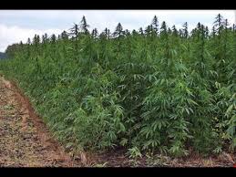 ماذا ولماذا هل يشرع لبنان زراعة نبتة الحشيش youtube