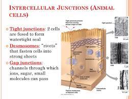 Nerve cells, bone cells and liver cells, for example, all develop in ways that enable them to better perform their specific duties. Ch 6 Warm Up What Are The 2 Main Types Of Cells Which Domains Do They Consist Of List 3 Ways That Eukaryotes Differ From Prokaryotes Ppt Download