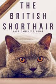 British Shorthair A Complete Guide From The Happy Cat Site