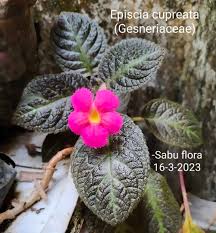 Image result for Gesneriaceae