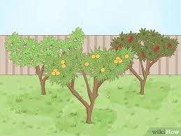 We did not find results for: 3 Ways To Attract Kookaburras To Your Garden Wikihow
