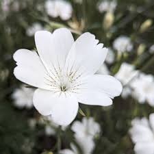 Image result for Agrostemma