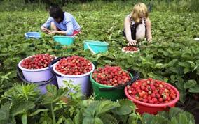 Locuri de munca sigure si bine platite in danemarca la sere de ardei si rosii. Locuri De MuncÄƒ In AgriculturÄƒ In Olanda È™i Danemarca Ziarul Ceahlaul