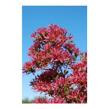 We did not find results for: Heptacodium Miconioides Seven Sons Flower Broken Arrow Nursery