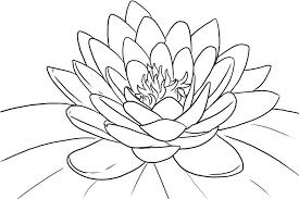 Lotus Flower Coloring Page Lotus Flower Colors Lilies Drawing Flower Drawing