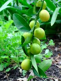 While they are adapted to the south, they will also thrive in more northern climes. 58 Best Texas Fruit Trees Ideas Fruit Trees Fruit Growing