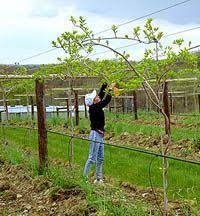 Maybe you would like to learn more about one of these? 23 Best Hardy Kiwi Trellis Ideas Hardy Kiwi Trellis Kiwi
