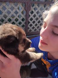 Falmouth michigan, please private message me if interested. Serious  inquiries only. Pick up only. 9 weeks. Lab/pit/husky mixed puppies. Thanks.