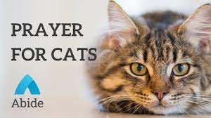 Nov 15, 2019 · (you can make this a novena for a sick pet, by praying this prayer for 9 consecutive days). Christian Mediation Prayer For Your Cats Youtube