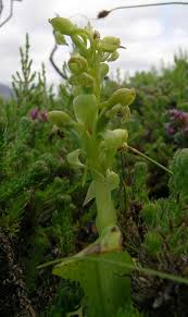 Image result for Satyrium sceptrum