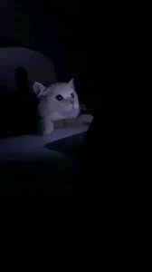 4.8 out of 5 stars. Catto Affection Cat Gifs Top Hum