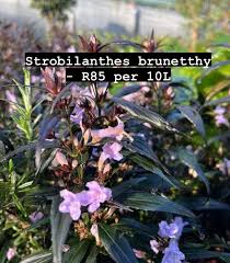 Image result for Strobilanthes anisophylla