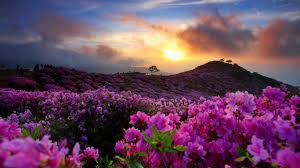 Free Sunrise High Quality Background Id Sunrise Wallpapers For Laptop 1366x768 Download Hd Wallpaper Wallpapertip Best desktop wallpapers, full hd backgrounds. background id sunrise wallpapers