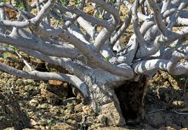 Image result for Commiphora angolensis