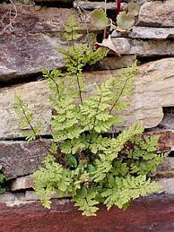 Image result for Aleuritopteris