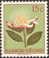 Image result for Dissotis gilgiana