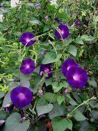 Ipomoea Purpurea Morning Glory Kniola S Black Morning Glory Purple Garden Cypress Vine