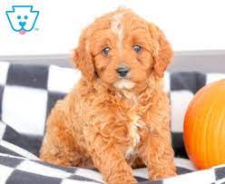 Pandaman Scp357 - Profile Pinterest