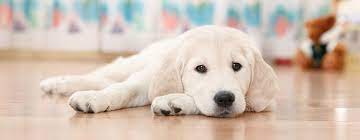 Auszubildende mit hund sucht wohnung hallo ihr lieben, ich bin 24 jahre alt und suche mit meinem hund eine wohnung. Diese Hunde Eignen Sich Fur Die Wohnungshaltung Hunde De